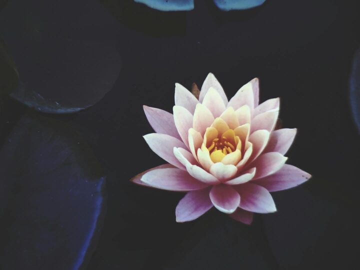 Nymphaea Zoo