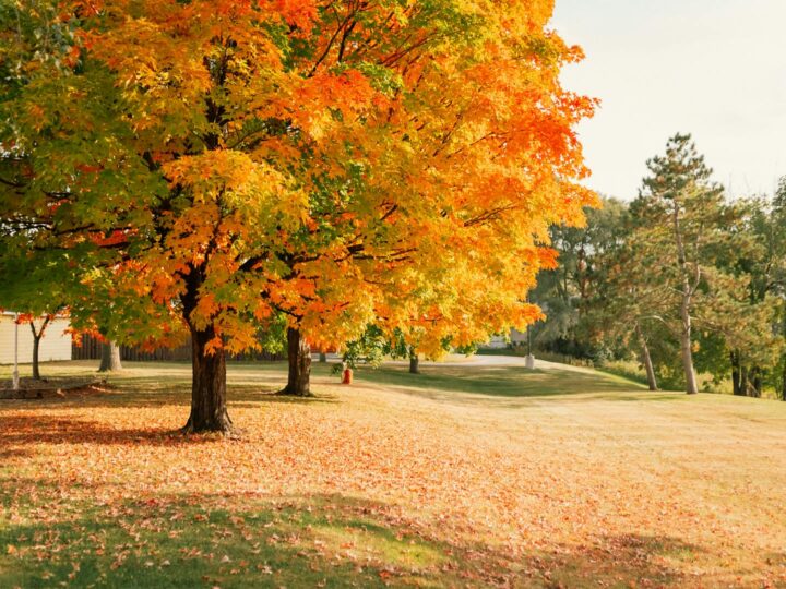 Riserva Metropolitana di Oak Openings
