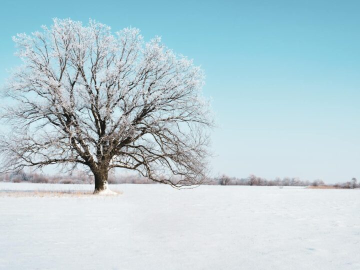 Riserva Metropolitana di Oak Openings