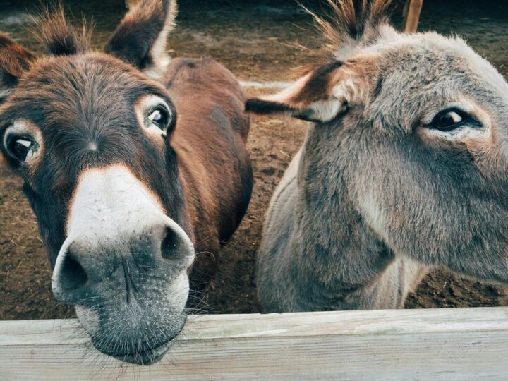Ferme aux Animaux de Compagnie Reutemhle