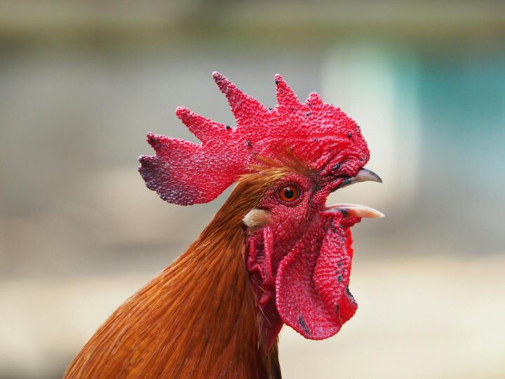 Ferme aux Animaux de Compagnie Reutemhle