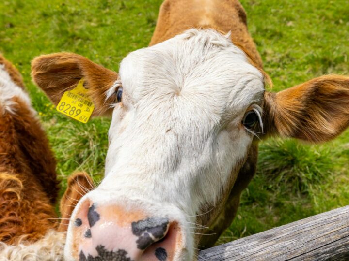 Schwenninger Moos