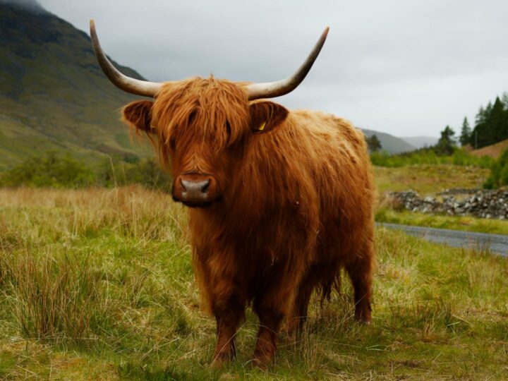 Schwenninger Moos