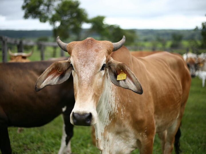 Schwenninger Moos