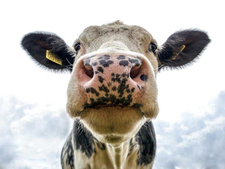 Schwenninger Moos