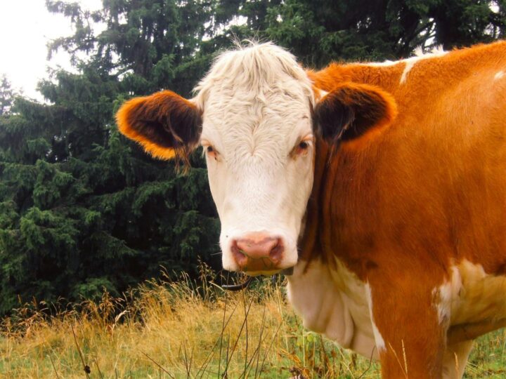 Schwenninger Moos