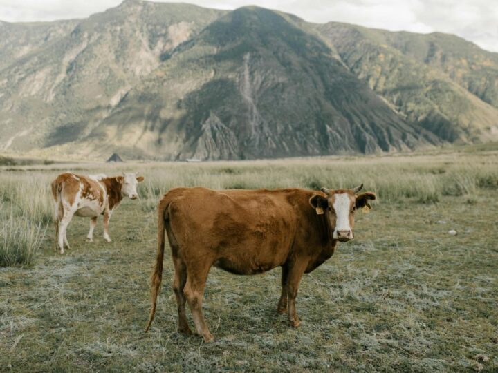 Schwenninger Moos