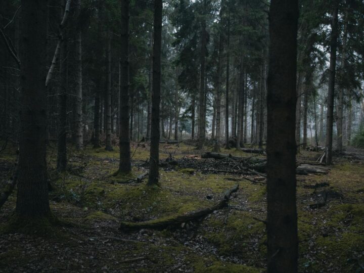 Sherwood Pines