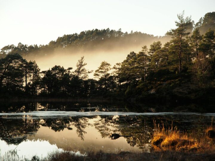 Sherwood Pines