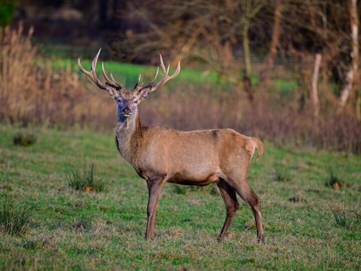 Shibden Park