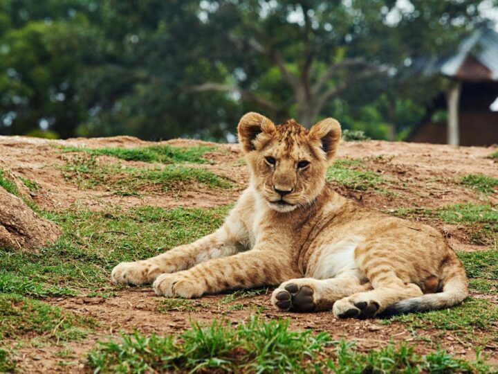 Сквер та зоопарк Sanjes Safari
