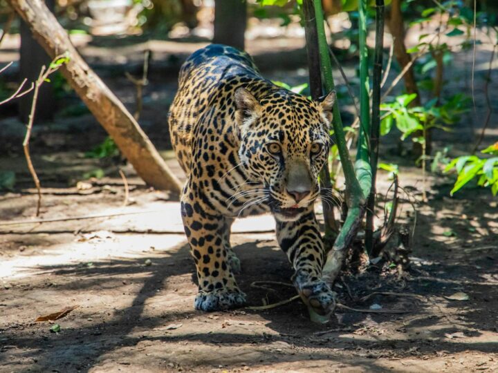 Сквер та зоопарк Sanjes Safari