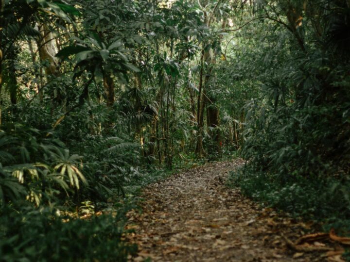 Foresta di Swinley