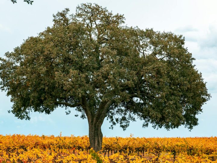 Il Maggiore Quercia