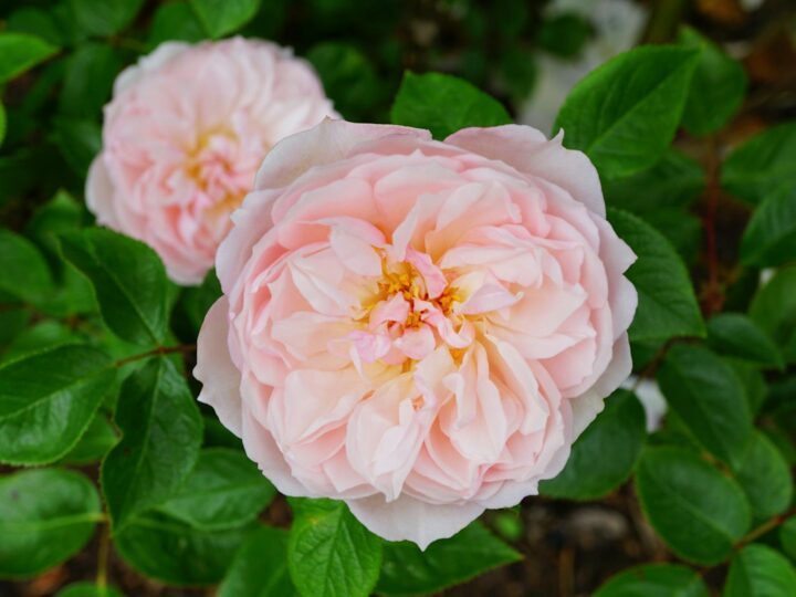 La Laguna Rosa de Torrevieja
