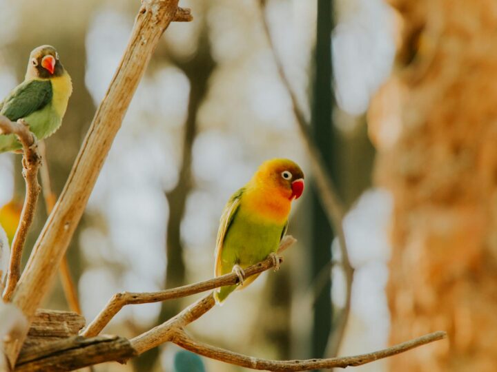 Tierpark Gera
