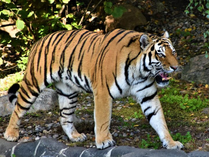 Tierpark Gera