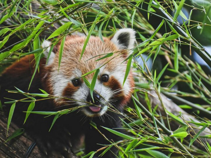 Tierpark Gera