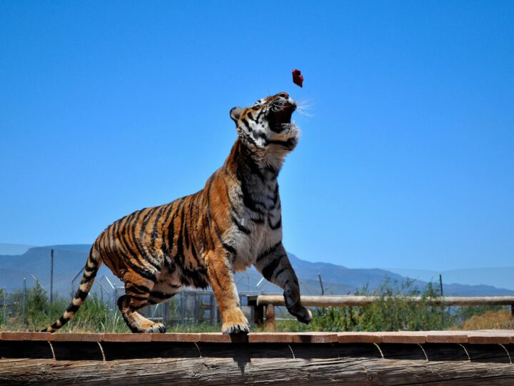 TIGER JUMP GmbH
