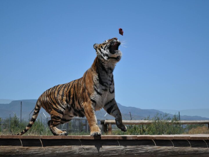 TIGER JUMP GmbH