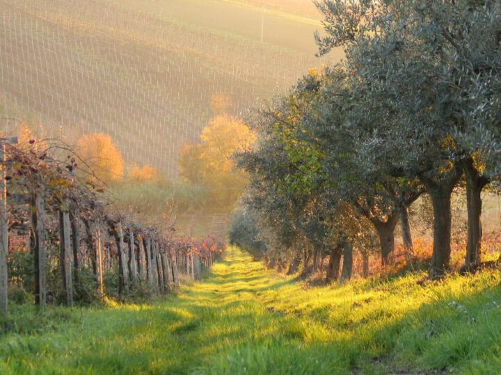 Visione del Treno