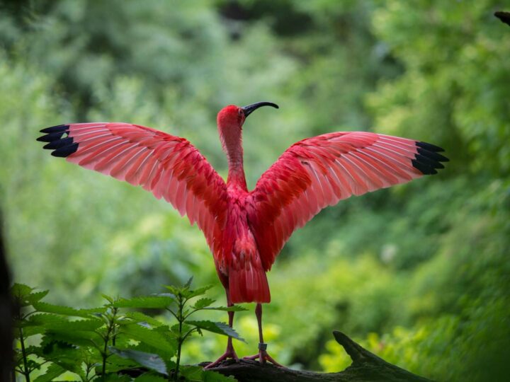 Zoo Osijek