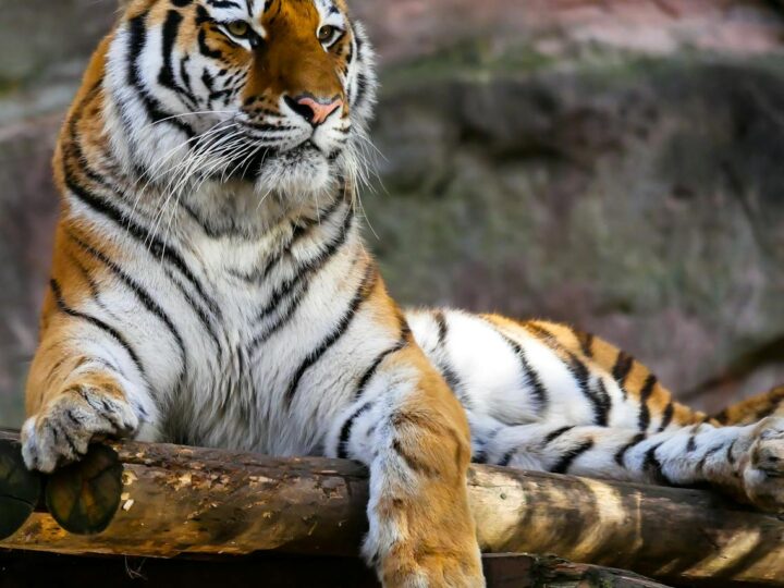 Zoo Osijek