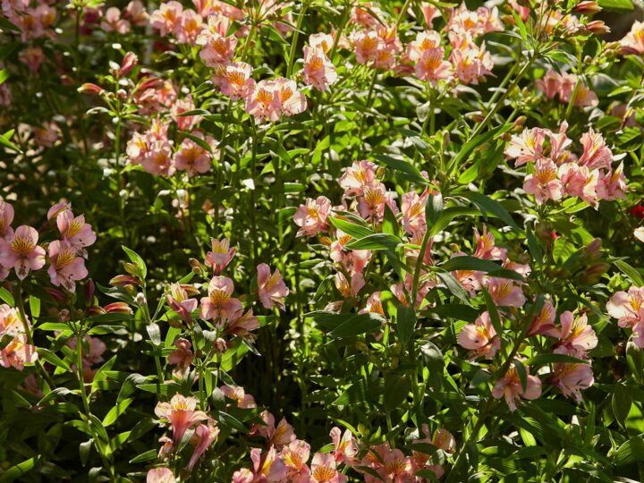 Giardini dellabbazia
