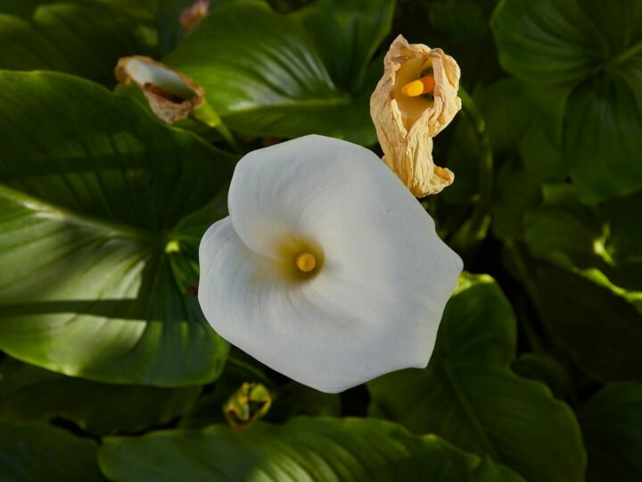 Giardini dellabbazia