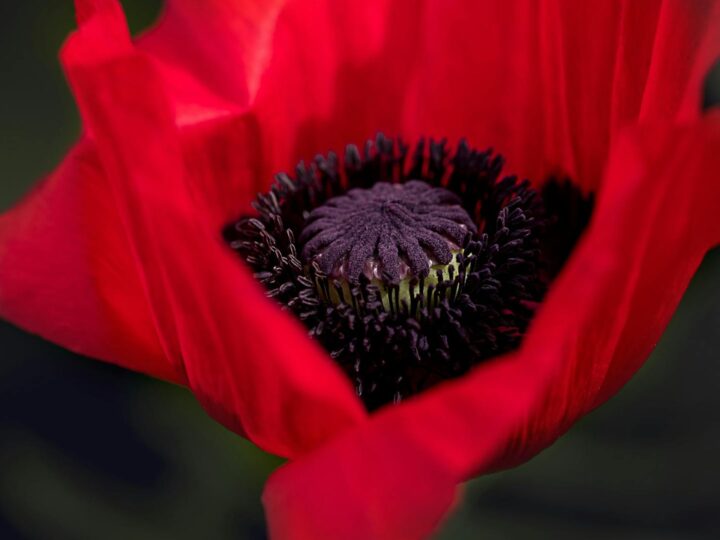 Arkenau Garden Center GmbH