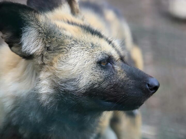 Dessau Lehrpark fr Tier und Pflanzenkunde Zoo