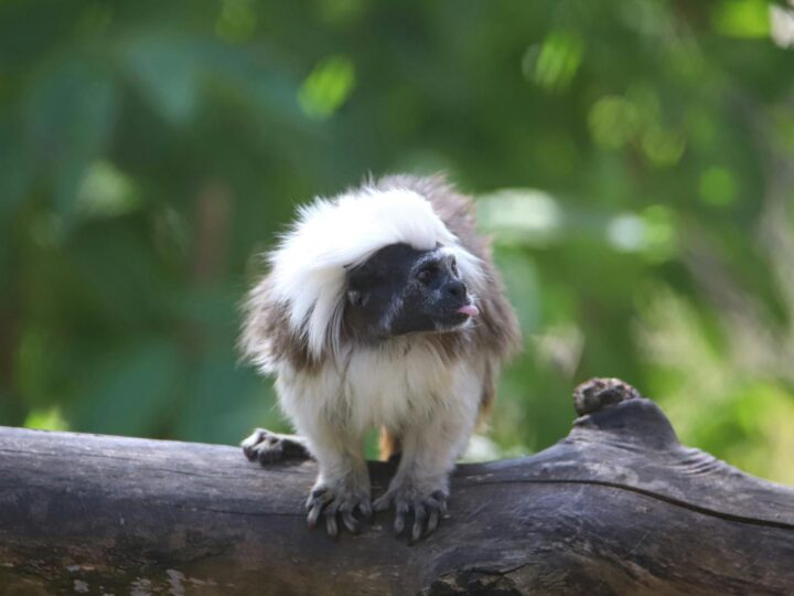 Dessau Lehrpark fr Tier und Pflanzenkunde Zoo