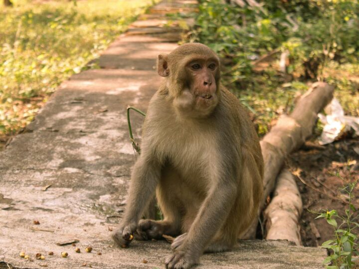 Dessau Lehrpark fr Tier und Pflanzenkunde Zoo