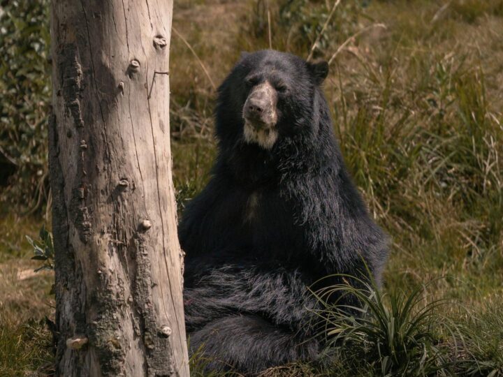 Dessau Lehrpark fr Tier und Pflanzenkunde Zoo