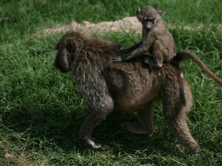 Dessau Lehrpark fr Tier und Pflanzenkunde Zoo