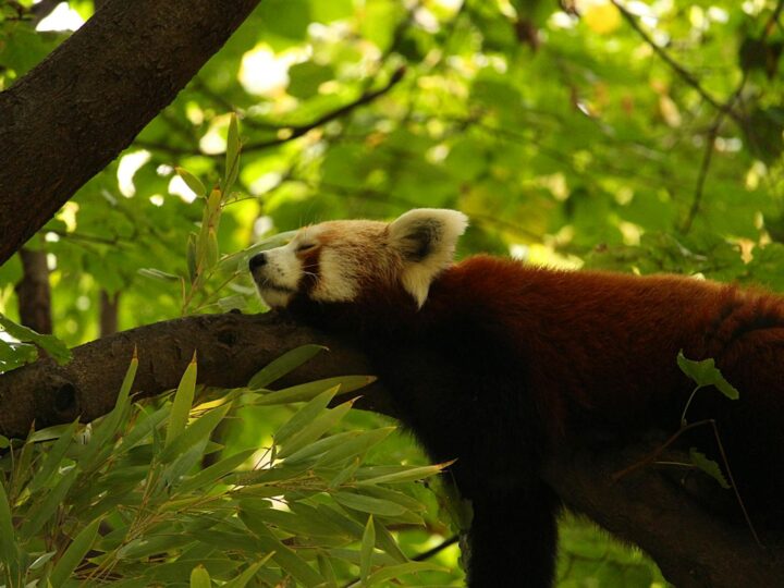 Dessau Lehrpark fr Tier und Pflanzenkunde Zoo