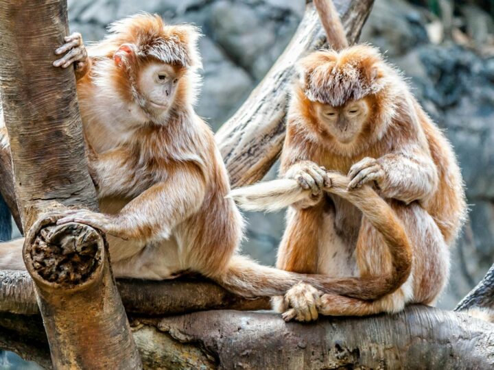 Dessau Lehrpark fr Tier und Pflanzenkunde Zoo