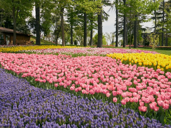 Jardin botanique cologique