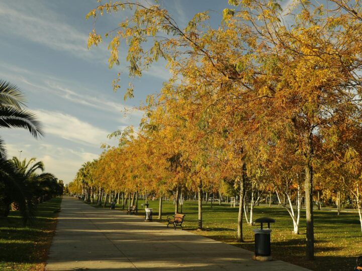 ffentlicher Park Focani