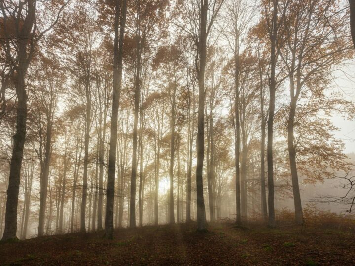 Haarlemmermeerse Bos