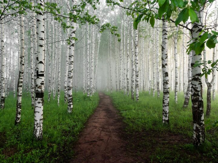 Kmoni Arboretum