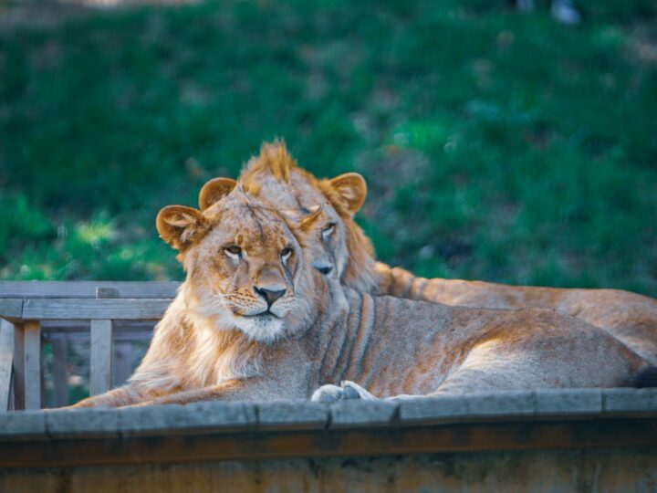 Zoo di Latgale