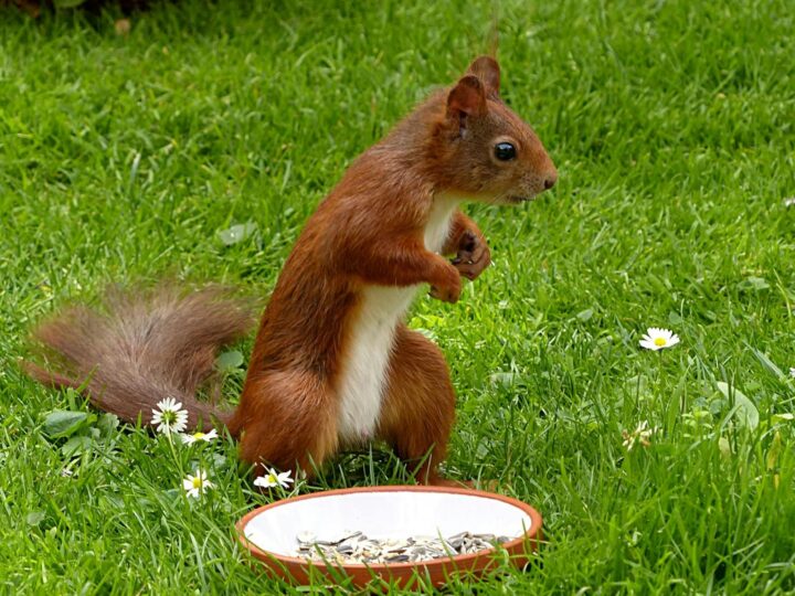 LES PETITS FERMIERS  Parc animalier et de loisirs  Lansargues