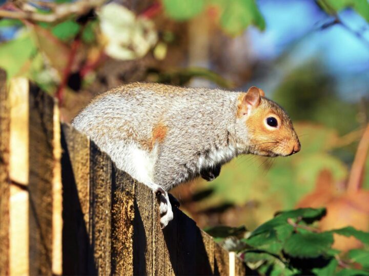 LES PETITS FERMIERS  Parc animalier et de loisirs  Lansargues