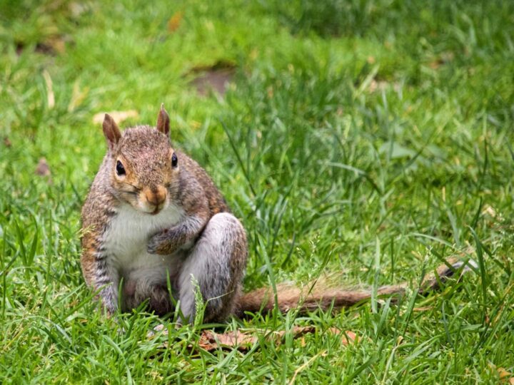 LES PETITS FERMIERS  Parc animalier et de loisirs  Lansargues