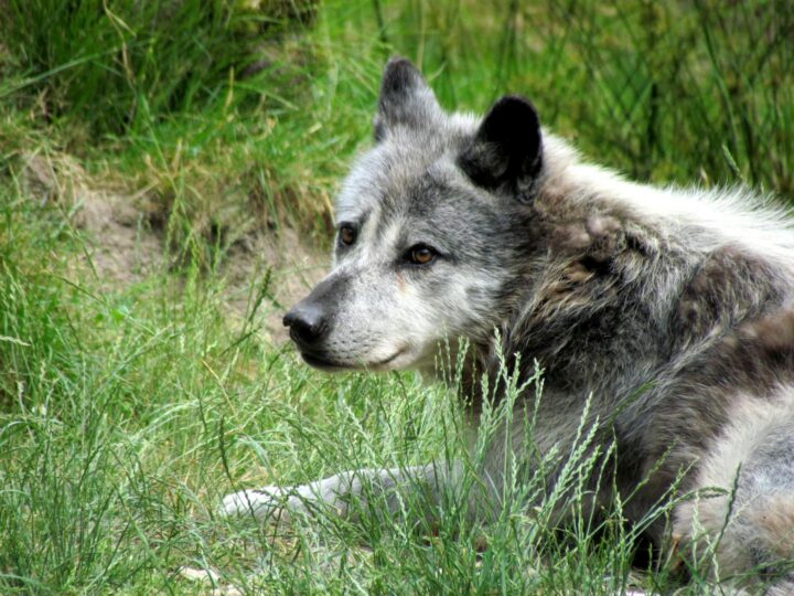 LES PETITS FERMIERS  Parc animalier et de loisirs  Lansargues