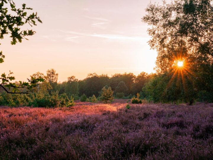 Lneburska Heide