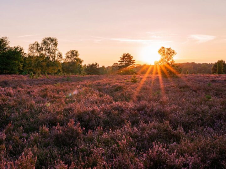 Lneburska Heide