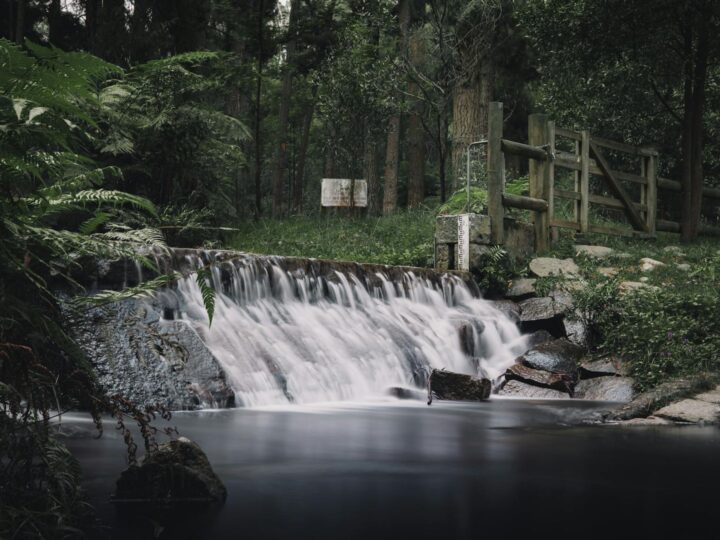 Foresta di Malmaison