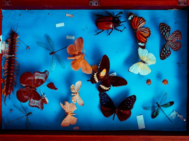 Museo Nazionale della Scienza e della Storia Naturale